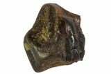 Ceratopsid Dinosaur Tooth - Judith River Formation #106877-1